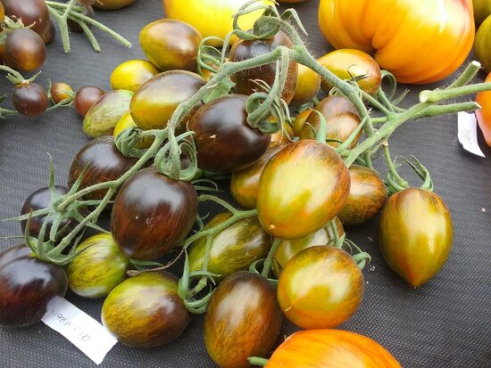 Атомный виноград Бреда